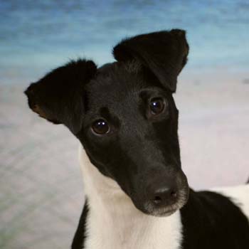 FOX TERRIER CU PAR NETED SI SCURT